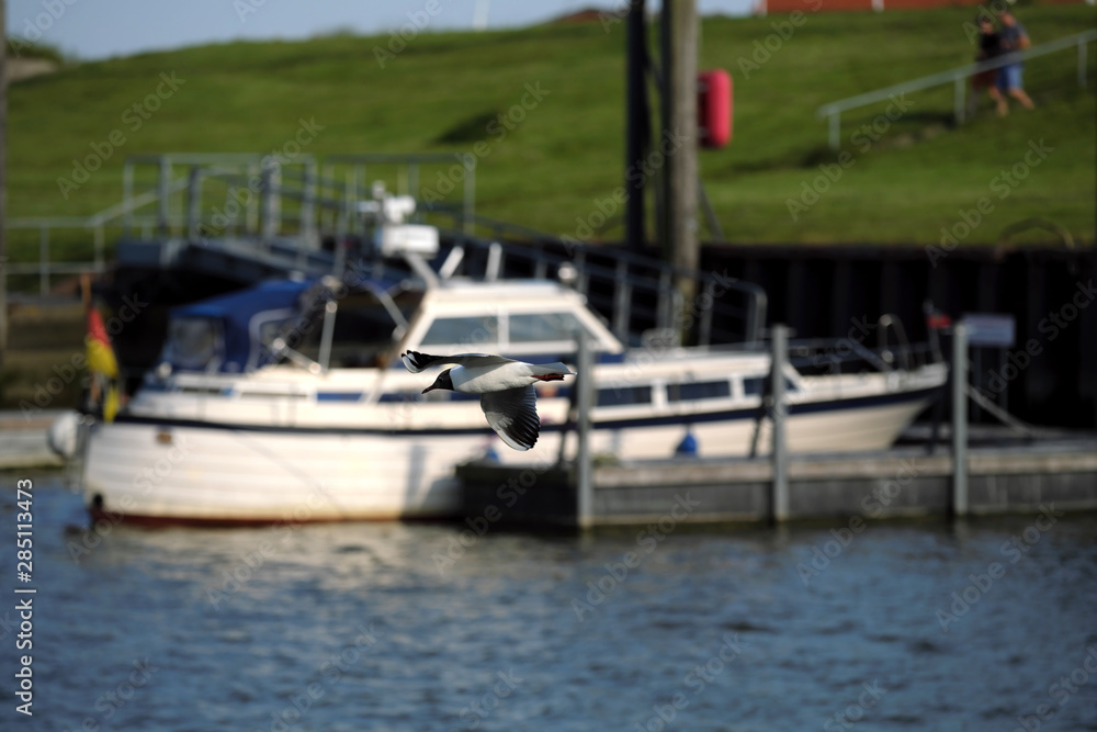 Möve über Hafenbecken von Harlesiel an der Nordseeküste und Boote und Deich im Hintergrund - Stockfoto Möve über Hafenbecken von Harlesiel an der Nordseeküste und Boote und Deich im Hintergrund - Stockfoto