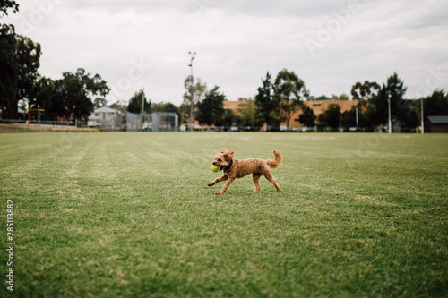 Young cavoodle running on the open field photo