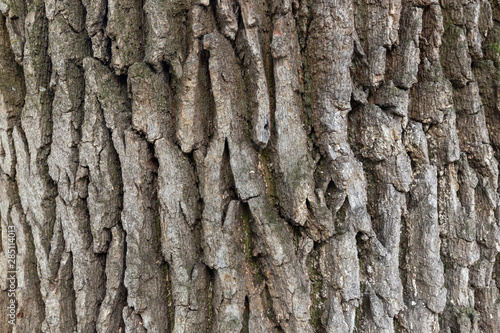 Oak bark texture close-up. Background image.