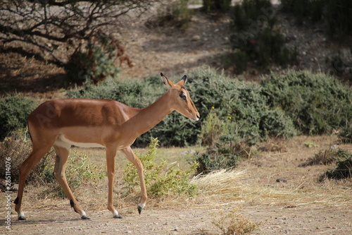 antilope © canecorso
