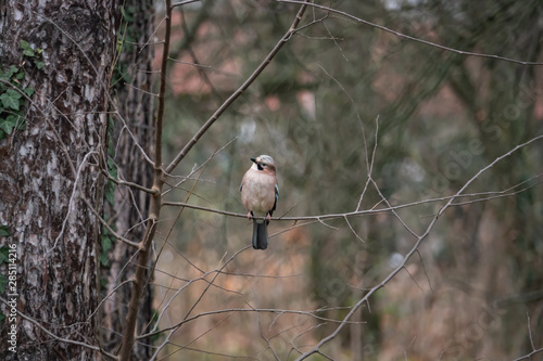 Eurasian Jay on Branch in Winter