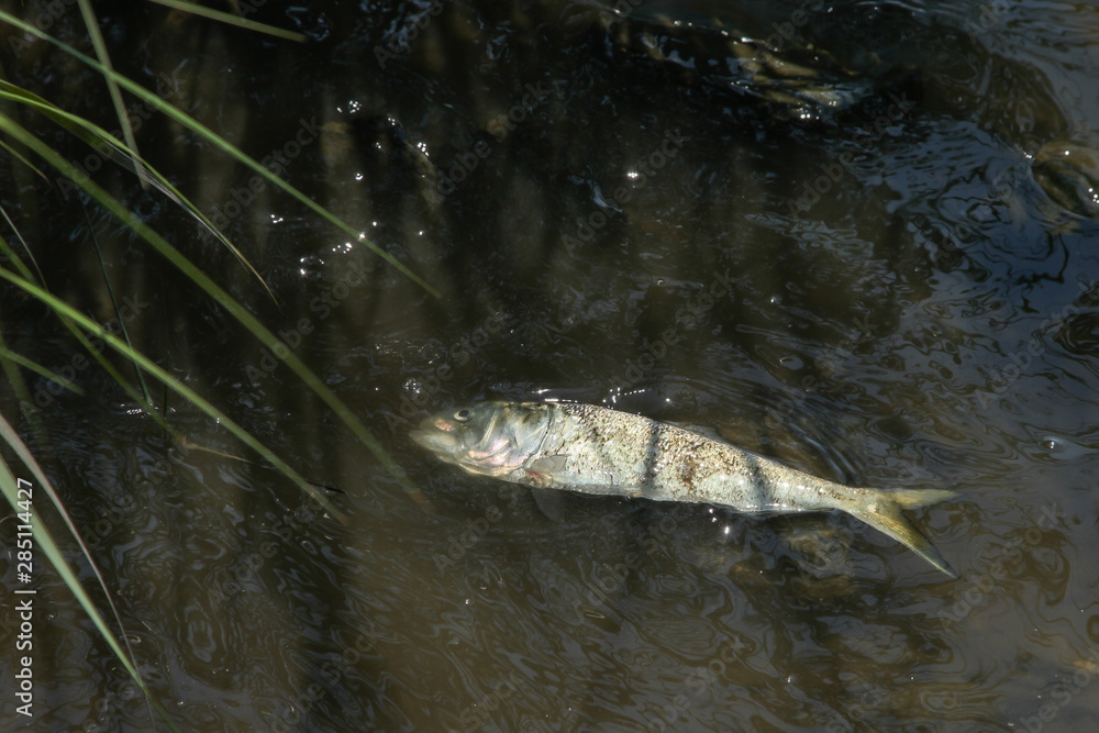 Fototapeta premium Dead fish inside ocean water