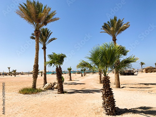 palm trees on the beach