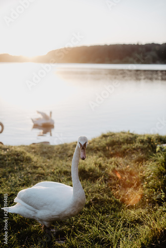 Graceful swan on green meadow in sunlight photo