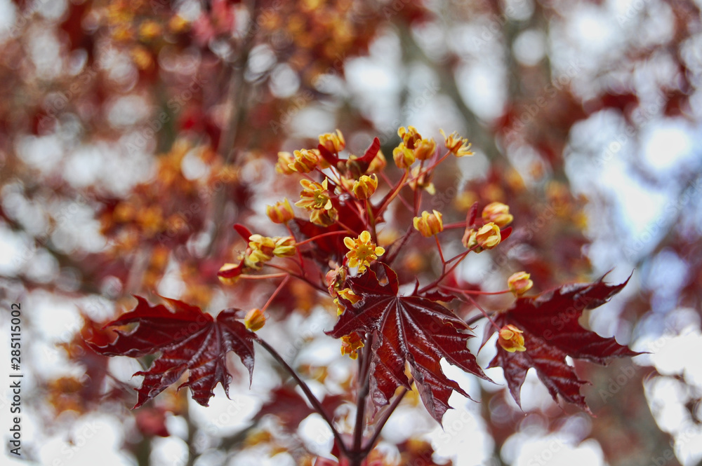 Burgundy Japanese Maple Leaves with Yellow Flowers against a Distant Forest Background Burgundy Japanese Maple Leaves with Yellow Flowers against a Distant Forest Background