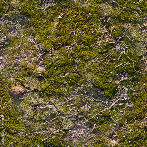 seamless concrete slab covered with green moss background. texture, close up