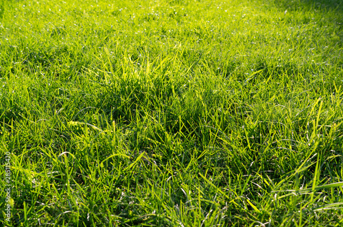fresh green grass background close up at sunny day. texture, nature.