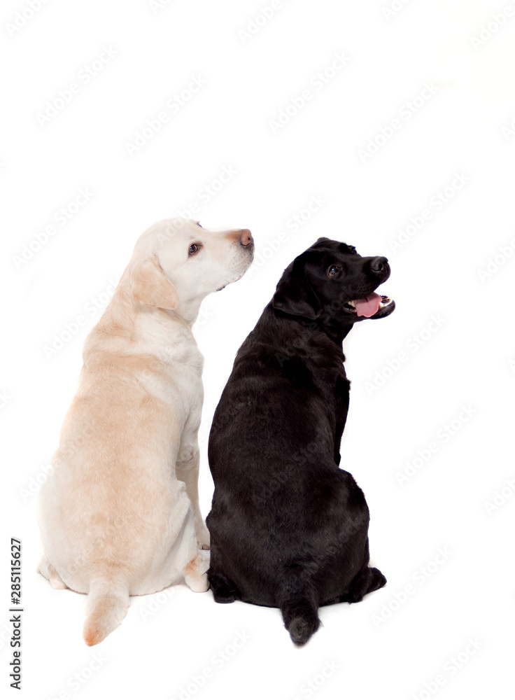 Fototapeta premium Black and white Labrador Retriever dog, rear view - portraits on white background