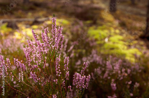 Obraz na plátně Purple heather in bloom.