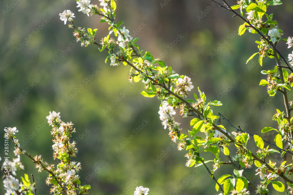 Beautiful branches of a blossoming apple tree with a blurred background. Beautiful branches of a blossoming apple tree with a blurred background.