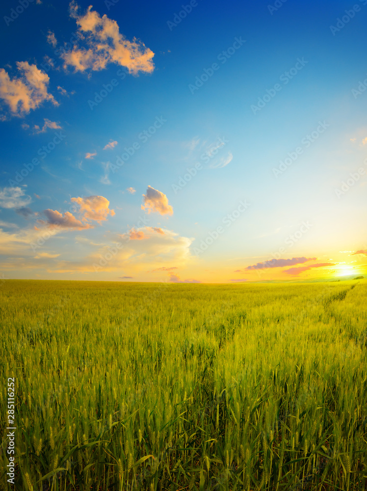 Epic dawn on wheat field