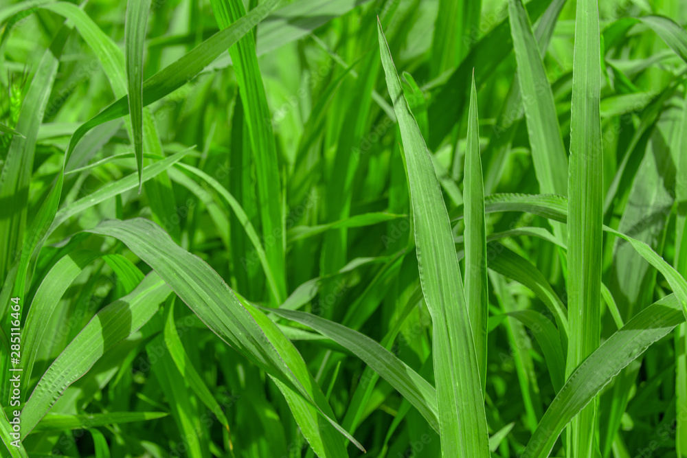 Fresh green grass background. Concept of growing or increasing business. Fresh green grass background. Concept of growing or increasing business.