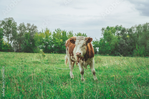 A bull is grazing in the field. Eats grass. Walking in the meadow. © IGOR