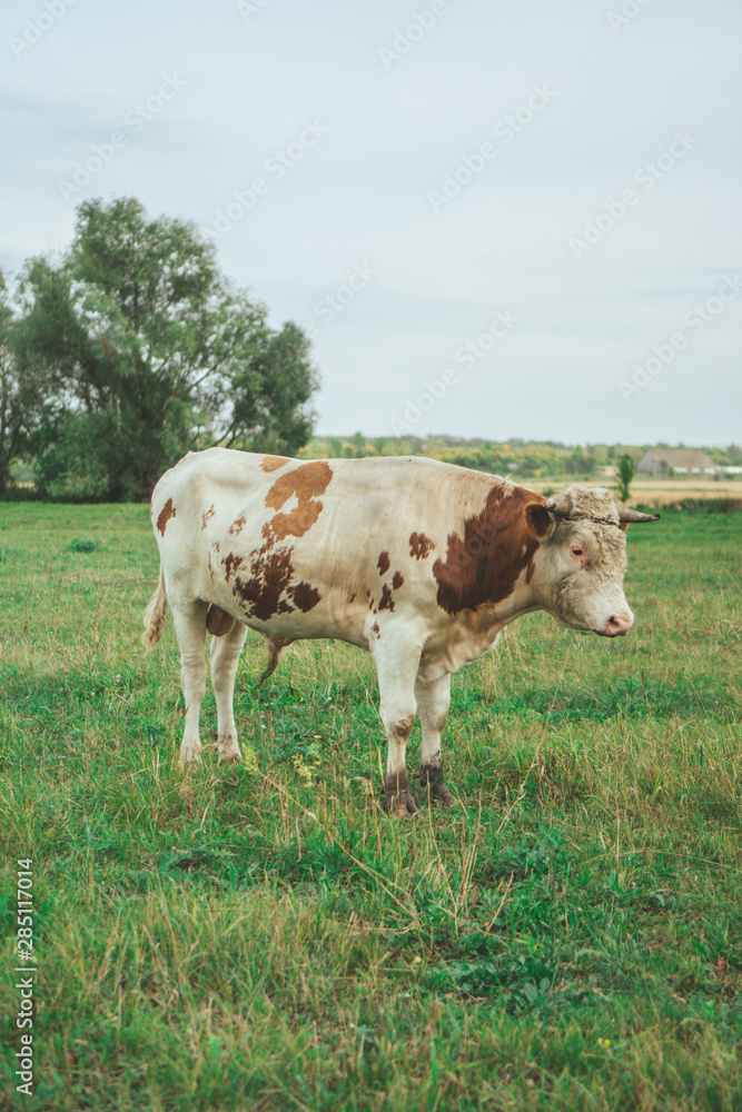 A bull is grazing in the field. Eats grass. Walking in the meadow. A bull is grazing in the field. Eats grass. Walking in the meadow.