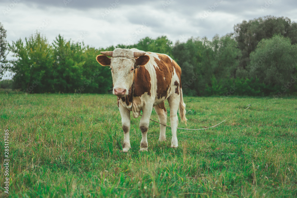 A bull is grazing in the field. Eats grass. Walking in the meadow. A bull is grazing in the field. Eats grass. Walking in the meadow.