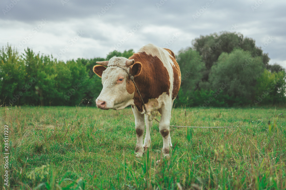 A bull is grazing in the field. Eats grass. Walking in the meadow.