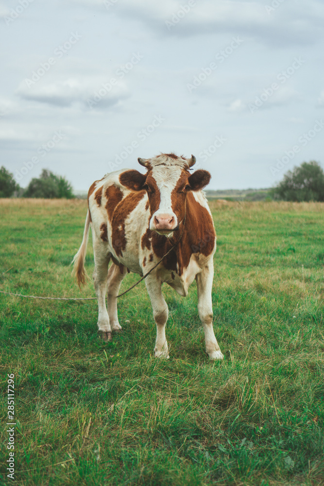 A cow grazes in the field. Eats green grass.