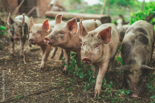 Piglets run on the lawn. Little pig.