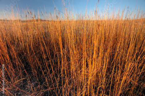 big bluestem prairie grass in morning light, Kansas photo