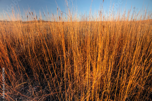big bluestem prairie grass in morning light, Kansas