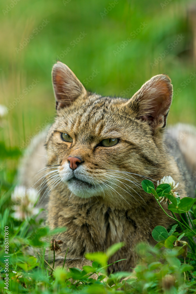 European wildcat (felis silvestris)