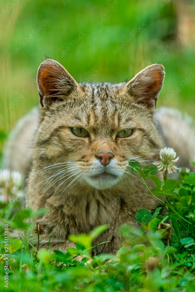 European wildcat (felis silvestris)