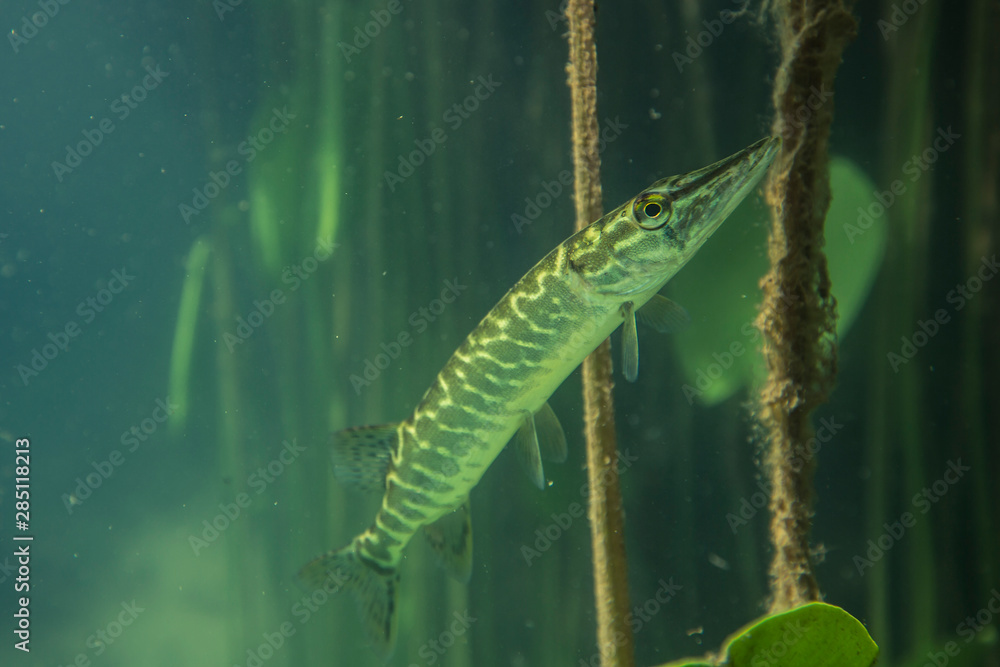 Adventurous picture of wild pike in nature habitat. Huge water volume with offshore vegetation in green tones color with big fish in the middle.
