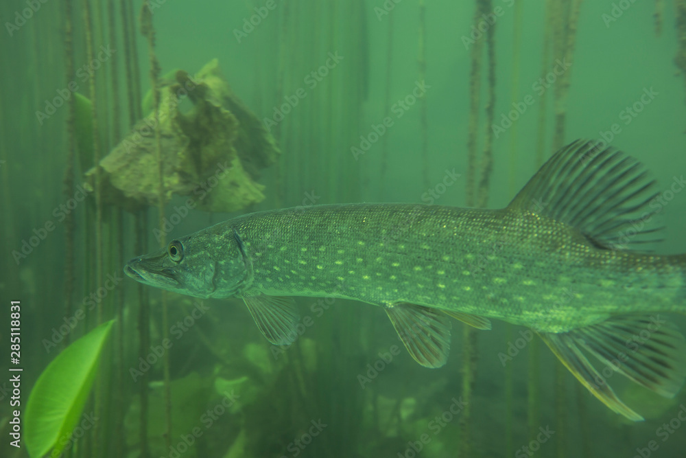 Adventurous picture of wild pike in nature habitat. Huge water volume with offshore vegetation in green tones color with big fish in the middle. Adventurous picture of wild pike in nature habitat. Huge water volume with offshore vegetation in green tones color with big fish in the middle.