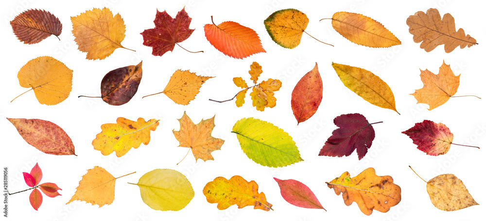 set of various colorful fallen leaves cut out