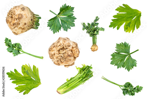 set of fresh celeriac and celery vegetable cut out photo