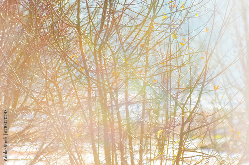 Bare branches of tree on blurred background in sunny weather, winter background_