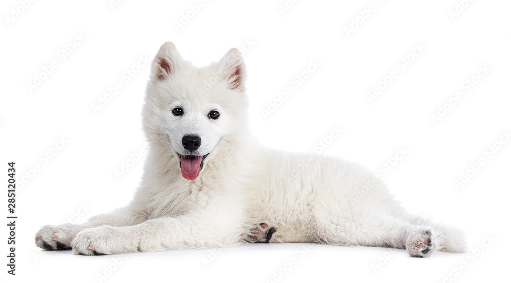 Cute white Samojeed dog pup, laying down side ways. Looking at camera with dark shiny eyes. Isolated on white background. Tongue out of mouth. Cute white Samojeed dog pup, laying down side ways. Looking at camera with dark shiny eyes. Isolated on white background. Tongue out of mouth.