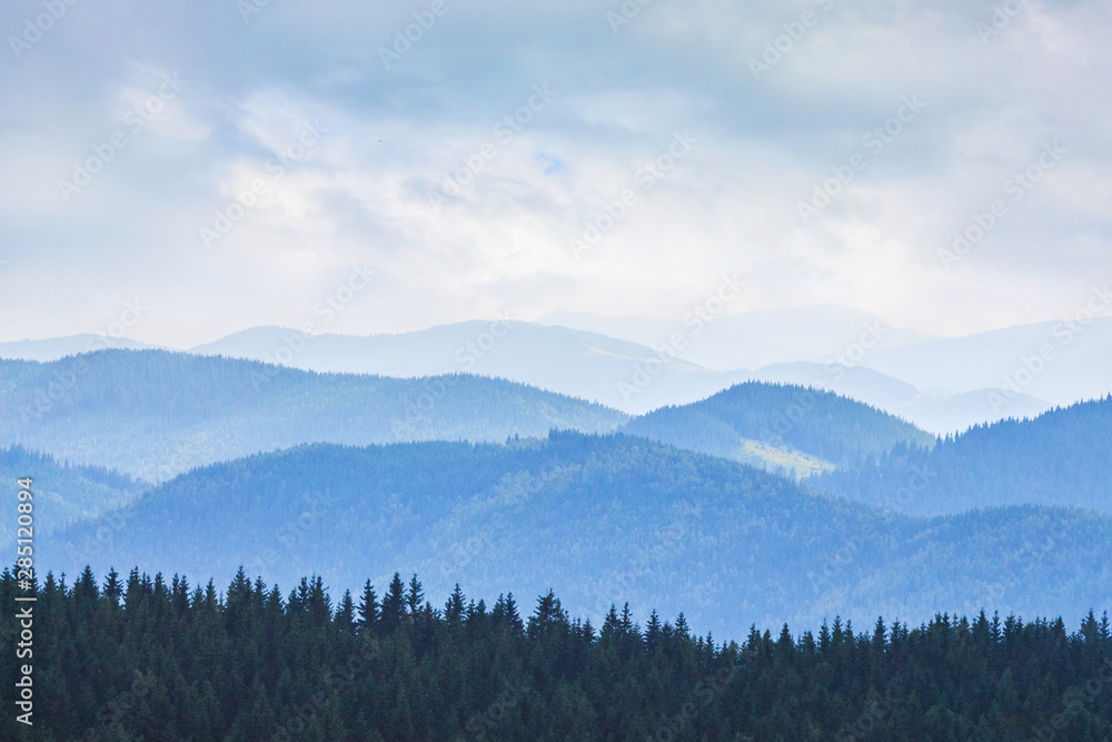 Row of firs on blue mountains background in cloudy weather_