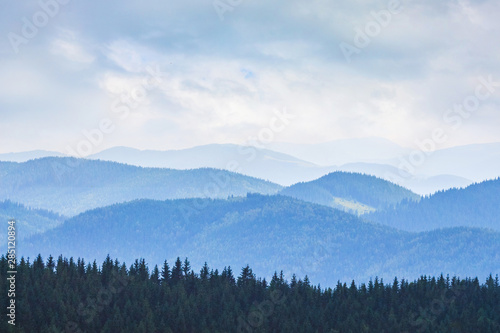 Row of firs on blue mountains background in cloudy weather_
