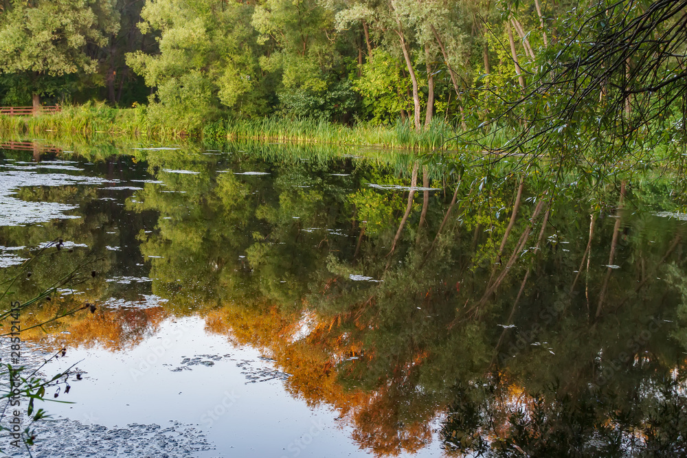 Trees illuminated by the setting sun are reflected in the water of the forest pond. Serebryany Bor, Moscow, Russia Trees illuminated by the setting sun are reflected in the water of the forest pond. Serebryany Bor, Moscow, Russia