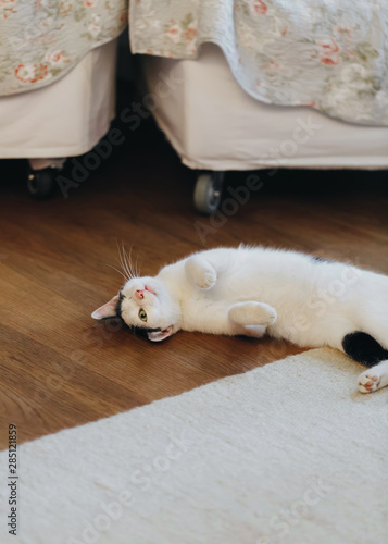 One eyed happy cat doing happy things at home