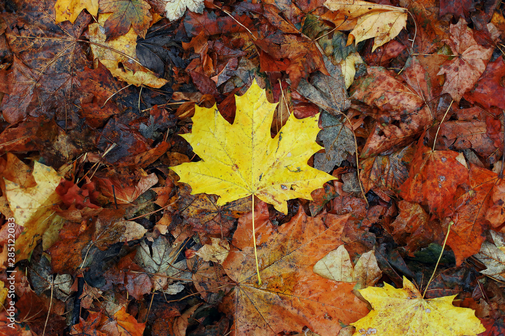 Yellow maple leaf on dry old leaves. Autumn concept, wallpaper background.