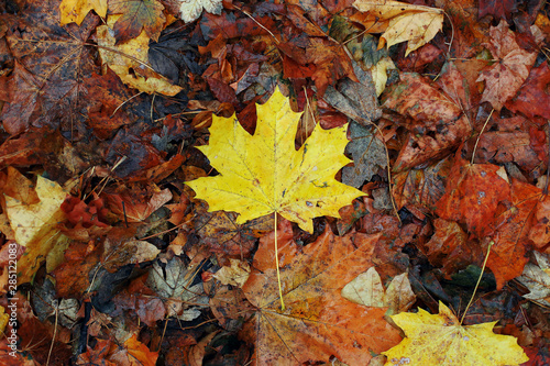 Yellow maple leaf on dry old leaves. Autumn concept  wallpaper background.