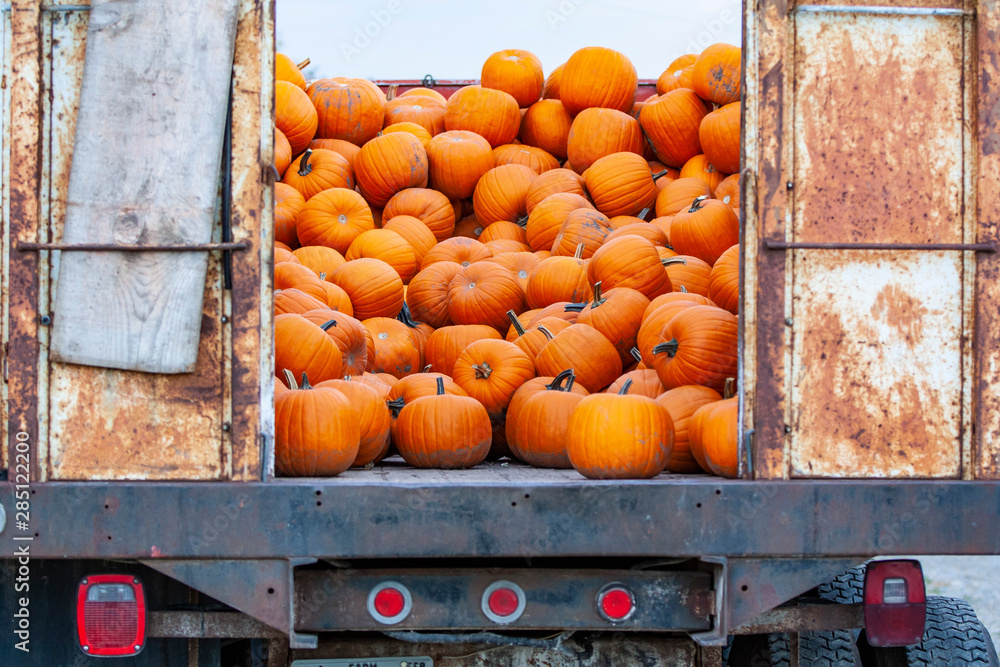 A pile of orange pumpkins spills out of an old farm truck.