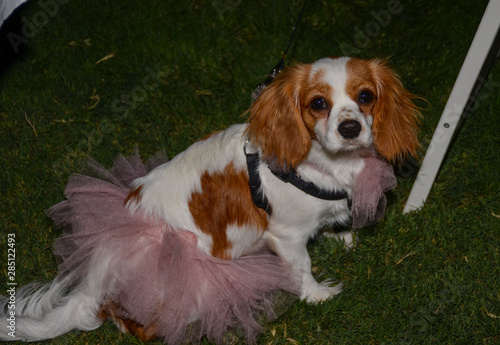 Dog wearing pink wedding dress and posing
