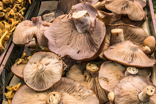 Oyster mushroom or Pleurotus ostreatus in the market