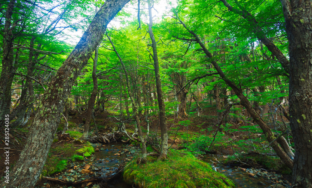 Naklejka premium Bosques Patagonicos