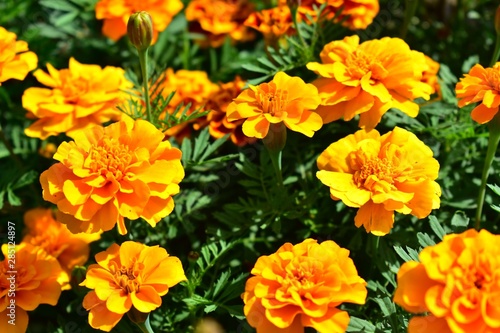 Flowers of marigolds rejected by bonanza orange.