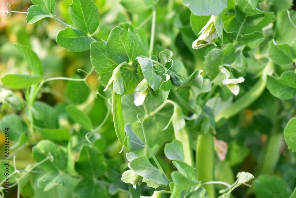 The petals and flowers of Pisum sativum (lat. Písum). The petals and flowers of Pisum sativum (lat. Písum).