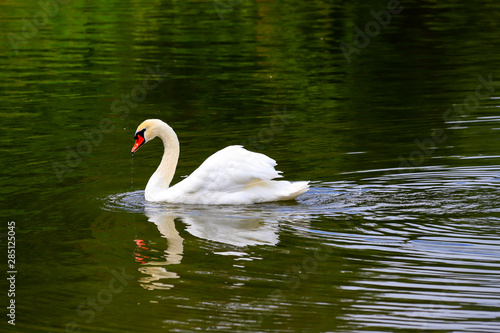 Beautiful white swan swims in the water in the park Uman, Ukraine. Lake in the park in spring, summer, autumn