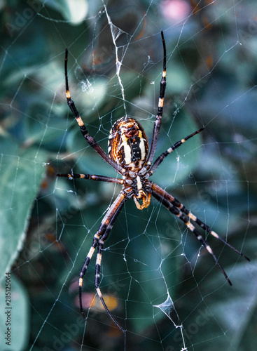 spider with web on the nature garden, wild animal © mertkantekin