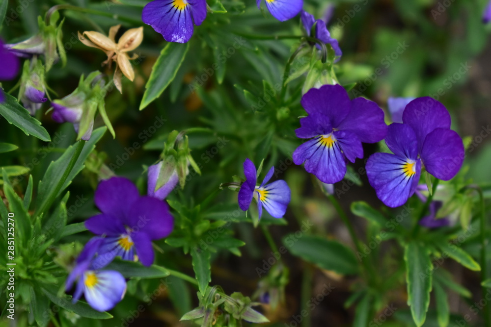 Fototapeta premium The violets clawed – Viola calcarata L.