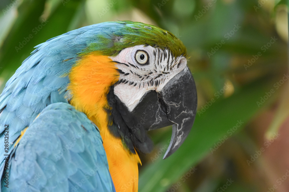 blue and gold macaw