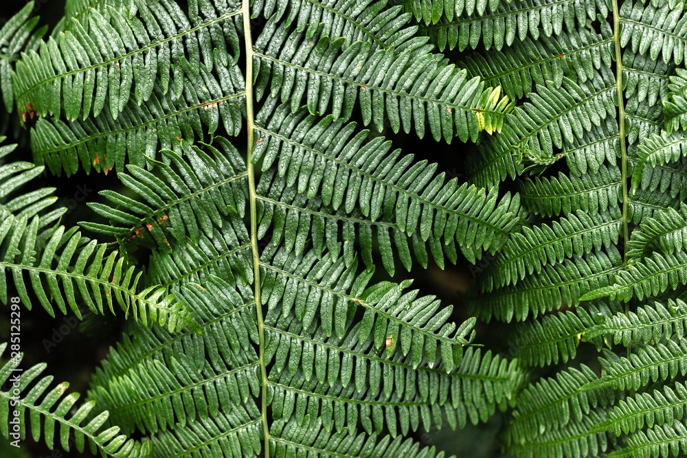 Green, abstract background of ostrich fern leaves. Green, abstract background of ostrich fern leaves.