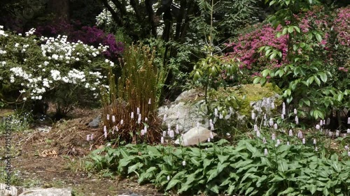 frog on edge of garden hops towards plants photo